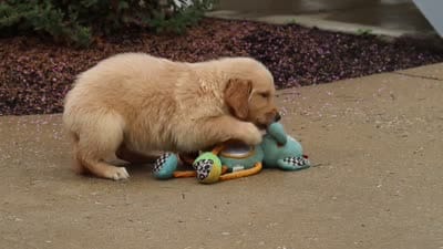 Lily, a female Golden Retriever for sale in Baltic, OH – 8 of 8