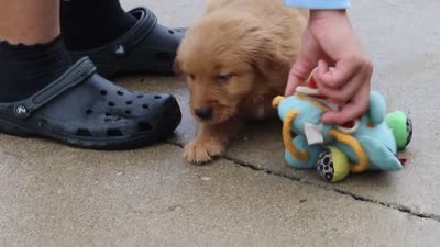 Biscuit, a male Golden Retriever for sale in Baltic, OH – 7 of 7