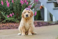 Lily, a female Golden Retriever for sale in Baltic, OH – 2 of 8
