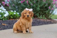 Goldie, a female Golden Retriever for sale in Baltic, OH – 5 of 6