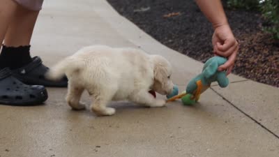Briggs, a male Golden Retriever for sale in Baltic, OH – 7 of 7