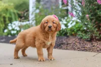 Remi, a female Golden Retriever for sale in Baltic, OH – 2 of 6