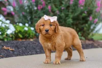Goldie, a female Golden Retriever for sale in Baltic, OH – 4 of 6