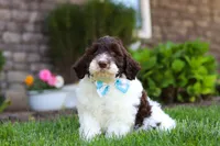 Charlie, a male Portuguese Water Dog for sale in Baltic, OH – 2 of 7