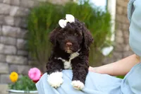 Stella, a female Portuguese Water Dog for sale in Baltic, OH – 4 of 9
