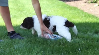 Charlie, a male Portuguese Water Dog for sale in Baltic, OH – 7 of 7