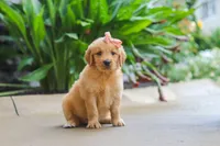 Indie, a female Golden Retriever for sale in Baltic, OH – 5 of 7