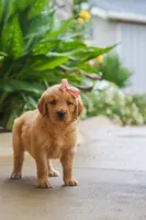 Indie, a female Golden Retriever for sale in Baltic, OH – 6 of 7
