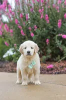 Briggs, a male Golden Retriever for sale in Baltic, OH – 6 of 7