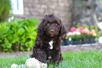 Hailey, a female Portuguese Water Dog for sale in Baltic, OH – 4 of 7
