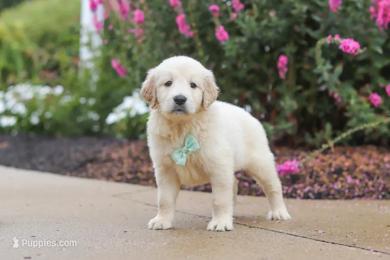 Briggs – Golden Retriever puppy for sale in Baltic, OH
