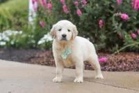 Briggs, a male Golden Retriever for sale in Baltic, OH – 1 of 7