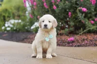 Briggs, a male Golden Retriever for sale in Baltic, OH – 2 of 7