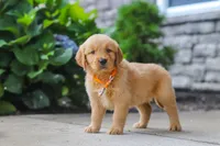 Bear, a male Golden Retriever for sale in Baltic, OH – 4 of 6
