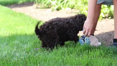 Hailey, a female Portuguese Water Dog for sale in Baltic, OH – 7 of 7