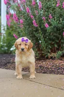 Ember, a female Golden Retriever for sale in Baltic, OH – 6 of 7