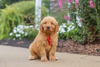 Cash, a male Golden Retriever for sale in Baltic, OH – 3 of 6