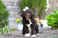 Stella, a female Portuguese Water Dog for sale in Baltic, OH – 2 of 9