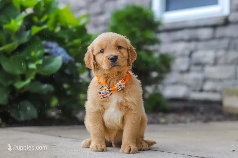Bear – Golden Retriever puppy for sale in Baltic, OH