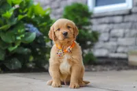 Bear, a male Golden Retriever for sale in Baltic, OH – 1 of 6
