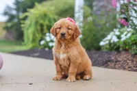 Remi, a female Golden Retriever for sale in Baltic, OH – 5 of 6