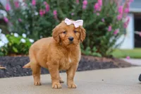 Goldie, a female Golden Retriever for sale in Baltic, OH – 3 of 6