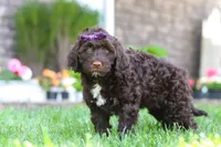 Hailey, a female Portuguese Water Dog for sale in Baltic, OH – 1 of 7
