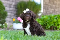 Stella, a female Portuguese Water Dog for sale in Baltic, OH – 3 of 9