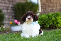 Charlie, a male Portuguese Water Dog for sale in Baltic, OH – 5 of 7