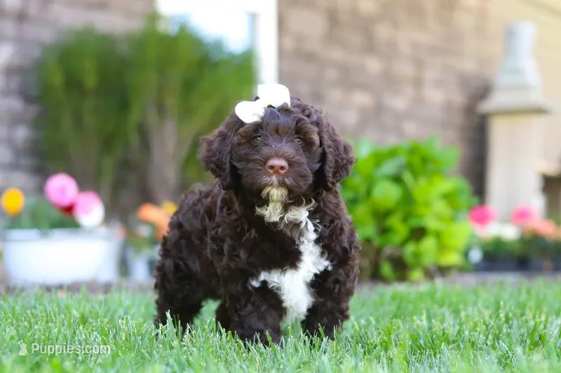 Stella, a female Portuguese Water Dog for sale in Baltic, OH – 1 of 9