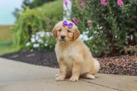 Ember, a female Golden Retriever for sale in Baltic, OH – 5 of 7