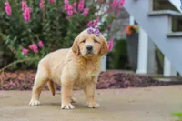 Lily, a female Golden Retriever for sale in Baltic, OH – 6 of 8