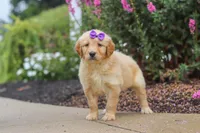 Ember, a female Golden Retriever for sale in Baltic, OH – 4 of 7