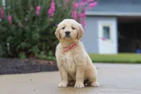 Ellie, a female Golden Retriever for sale in Baltic, OH – 4 of 7