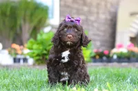 Hailey, a female Portuguese Water Dog for sale in Baltic, OH – 5 of 7