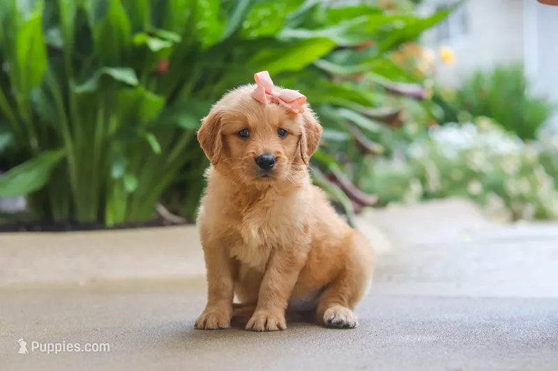 Indie – Golden Retriever puppy for sale in Baltic, OH