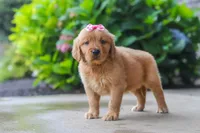 Fern, a female Golden Retriever for sale in Baltic, OH – 3 of 7