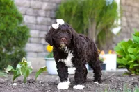 Stella, a female Portuguese Water Dog for sale in Baltic, OH – 5 of 9
