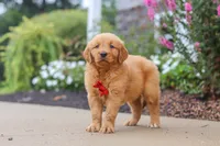 Cash, a male Golden Retriever for sale in Baltic, OH – 2 of 6