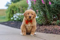 Biscuit, a male Golden Retriever for sale in Baltic, OH – 2 of 7