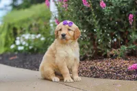 Ember, a female Golden Retriever for sale in Baltic, OH – 3 of 7