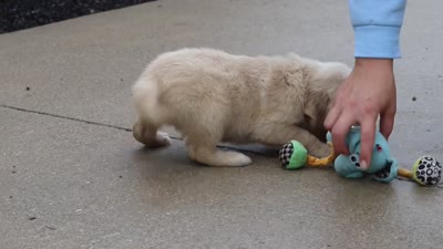 Ellie, a female Golden Retriever for sale in Baltic, OH – 7 of 7