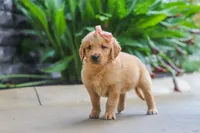 Indie, a female Golden Retriever for sale in Baltic, OH – 2 of 7
