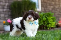 Charlie, a male Portuguese Water Dog for sale in Baltic, OH – 3 of 7