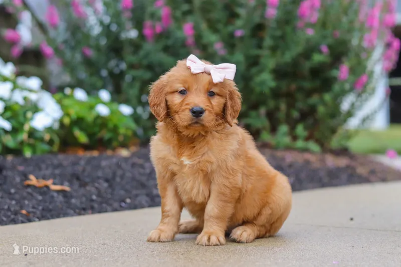 Goldie – Golden Retriever puppy for sale in Baltic, OH