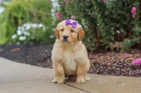 Ember, a female Golden Retriever for sale in Baltic, OH – 2 of 7