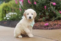 Briggs, a male Golden Retriever for sale in Baltic, OH – 5 of 7