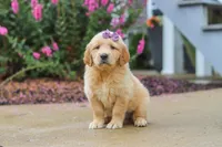 Lily, a female Golden Retriever for sale in Baltic, OH – 3 of 8