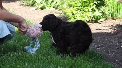 Stella, a female Portuguese Water Dog for sale in Baltic, OH – 9 of 9