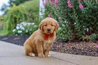 Biscuit, a male Golden Retriever for sale in Baltic, OH – 3 of 7
